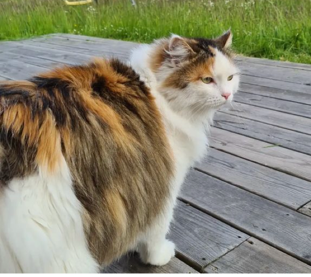 Sibirisk katt Pandora